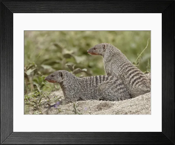 Framed Print : Two banded mongoose (Mungos mungo), Serengeti National Park, Tanzania, East Africa Framed Print : Two banded mongoose (Mungos mungo), Serengeti National Park, Tanzania, East Africa