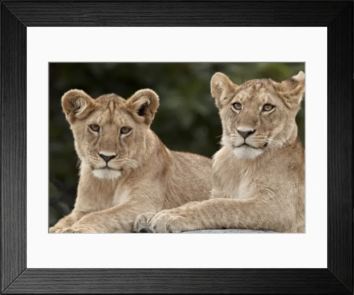 Framed Print : Two lion (Panthera leo) cubs, Serengeti National Park, Tanzania, East Africa, Africa Framed Print : Two lion (Panthera leo) cubs, Serengeti National Park, Tanzania, East Africa, Africa