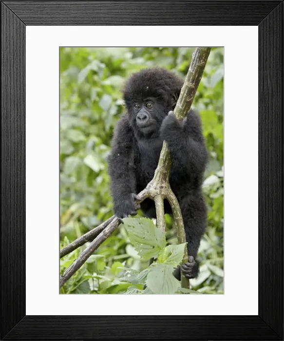 Framed Print : Infant mountain gorilla (Gorilla gorilla beringei) from the Kwitonda group climbing a vine Framed Print : Infant mountain gorilla (Gorilla gorilla beringei) from the Kwitonda group climbing a vine