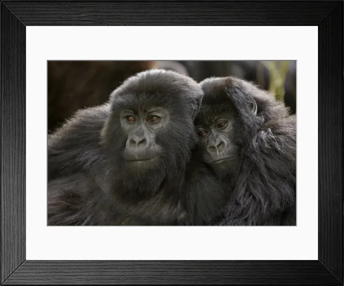 Framed Print : Two juvenile mountain gorillas (Gorilla gorilla beringei) of the Umubano group Framed Print : Two juvenile mountain gorillas (Gorilla gorilla beringei) of the Umubano group