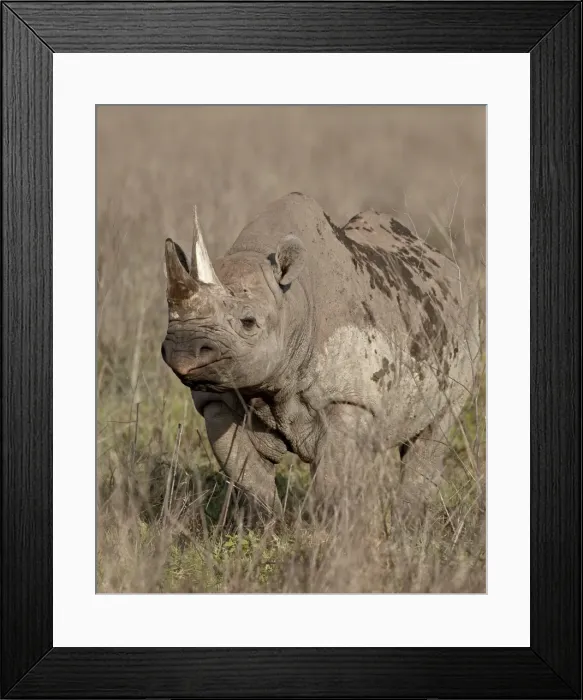 Framed Print : Black rhinoceros (hook-lipped rhinoceros) (Diceros bicornis), Ngorongoro Crater Framed Print : Black rhinoceros (hook-lipped rhinoceros) (Diceros bicornis), Ngorongoro Crater