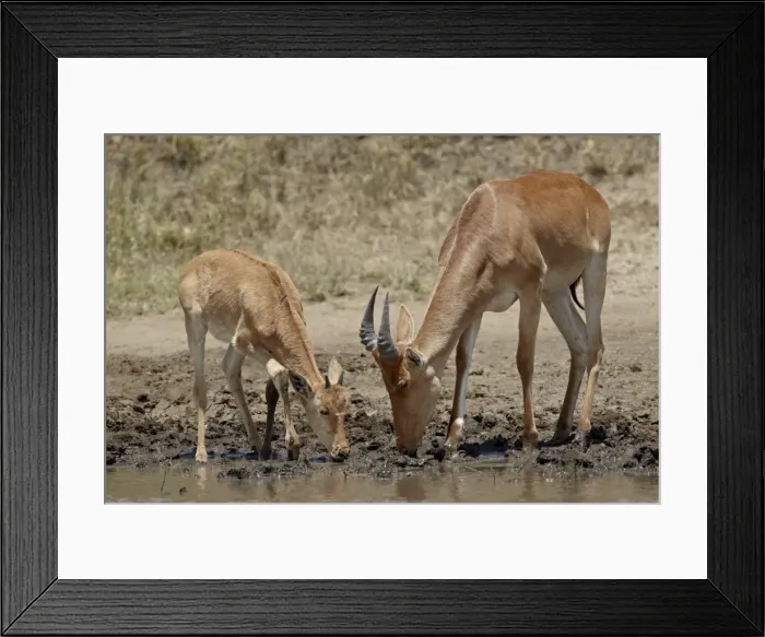 Framed Print : Adult and young Cokes hartebeest (Alcelaphus buselaphus cokii) drinking Framed Print : Adult and young Cokes hartebeest (Alcelaphus buselaphus cokii) drinking