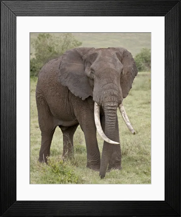 Framed Print : African elephant (Loxodonta africana) with large tusks, Ngorongoro Crater