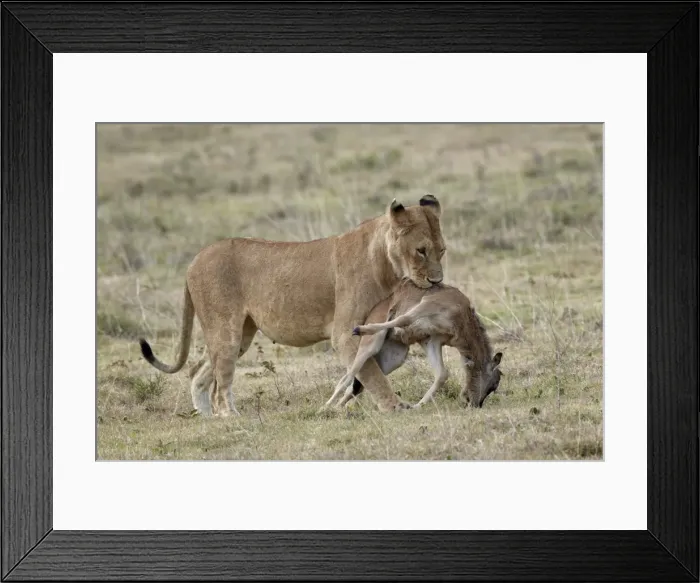 Framed Print : Lioness (Panthera leo) carrying a baby blue wildebeest (brindled gnu) Framed Print : Lioness (Panthera leo) carrying a baby blue wildebeest (brindled gnu)
