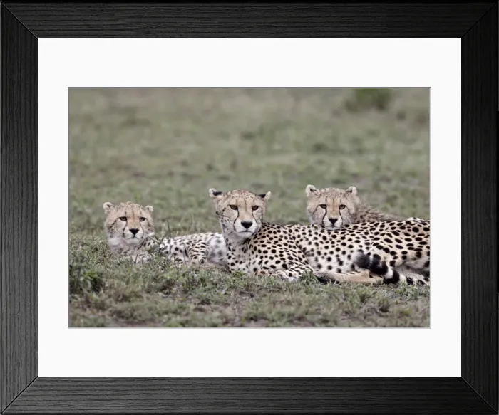 Framed Print : Cheetah (Acinonyx jubatus) mother and two cubs, Serengeti National Park Framed Print : Cheetah (Acinonyx jubatus) mother and two cubs, Serengeti National Park