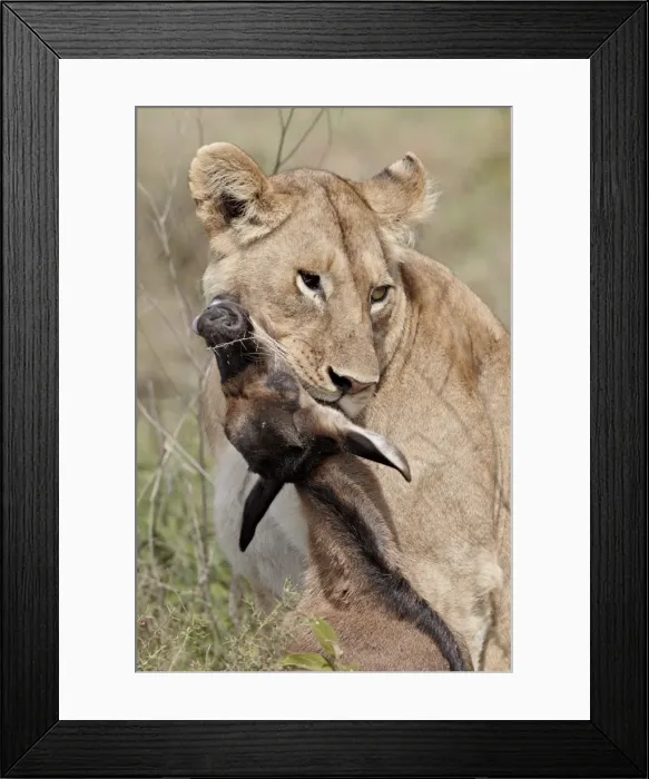 Framed Print : Lioness (Lion Panthera leo) with a blue wildebeest (brindled gnu) (Connochaetes taurinus) calf Framed Print : Lioness (Lion Panthera leo) with a blue wildebeest (brindled gnu) (Connochaetes taurinus) calf