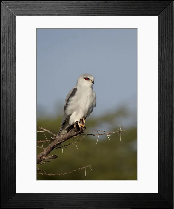 Framed Print : Black-shouldered kite (Elanus caeruleus), Serengeti National Park, Tanzania Framed Print : Black-shouldered kite (Elanus caeruleus), Serengeti National Park, Tanzania
