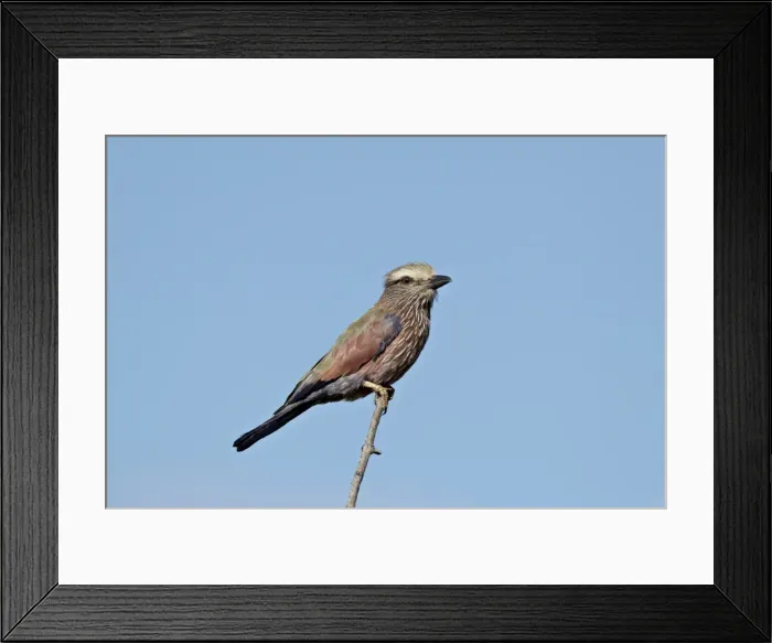 Framed Print : Rufus-crowned roller (purple roller) (Coracias naevia), Kruger National Park Framed Print : Rufus-crowned roller (purple roller) (Coracias naevia), Kruger National Park