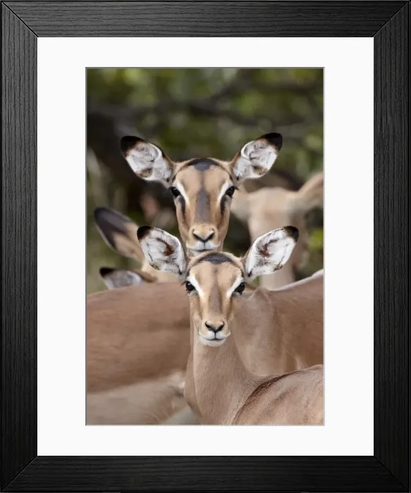 Framed Print : Impala (Aepyceros melampus) adult and juvenile females, Kruger National Park Framed Print : Impala (Aepyceros melampus) adult and juvenile females, Kruger National Park