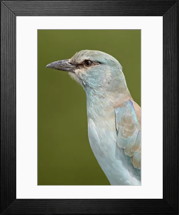 Framed Print : European roller (Coracias garrulus), Kruger National Park, South Africa, Africa Framed Print : European roller (Coracias garrulus), Kruger National Park, South Africa, Africa