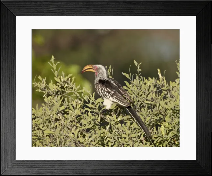 Framed Print : Southern yellow-billed hornbill (Tockus leucomelas), Kruger National Park Framed Print : Southern yellow-billed hornbill (Tockus leucomelas), Kruger National Park