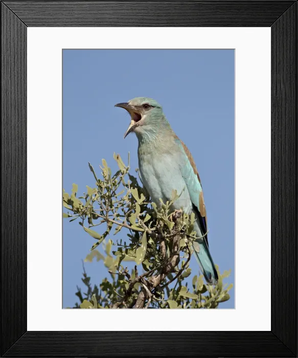 Framed Print : European roller (Coracias garrulus) calling, Kruger National Park, South Africa, Africa Framed Print : European roller (Coracias garrulus) calling, Kruger National Park, South Africa, Africa