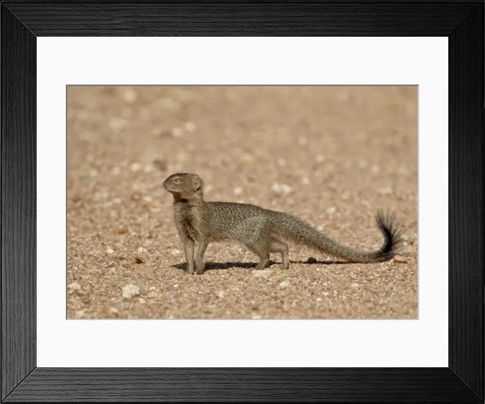 Framed Print : SlendermMongoose (Galerella sanguinea), Kruger National Park, South Africa, Africa Framed Print : SlendermMongoose (Galerella sanguinea), Kruger National Park, South Africa, Africa