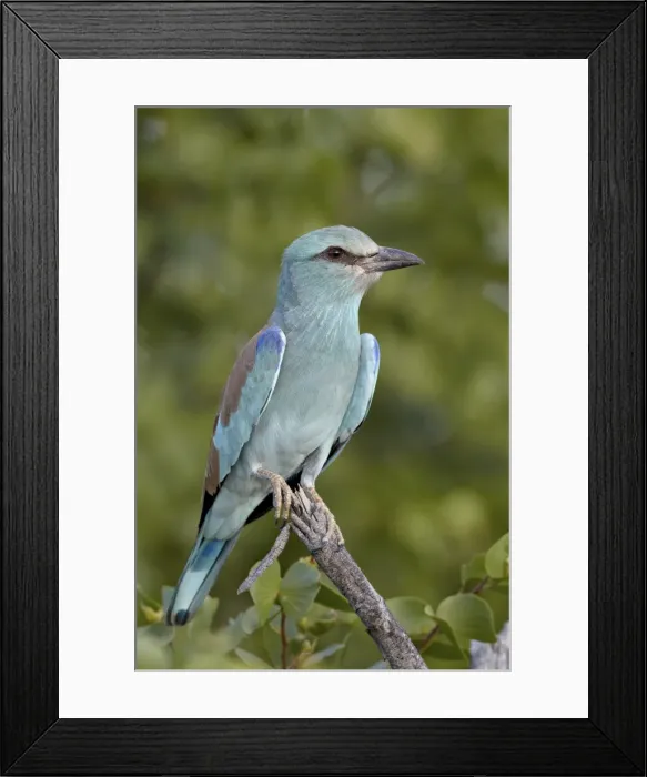 Framed Print : Europeanroller (Coracias garrulus), Kruger National Park, South Africa. Africa Framed Print : Europeanroller (Coracias garrulus), Kruger National Park, South Africa. Africa