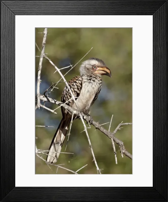 Framed Print : Immature Southern yellow-billed hornbill (Tockus leucomelas), Kruger National Park Framed Print : Immature Southern yellow-billed hornbill (Tockus leucomelas), Kruger National Park