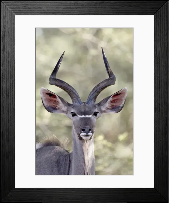 Framed Print : Young greater kudu (Tragelaphus strepsiceros) buck, Kruger National Park