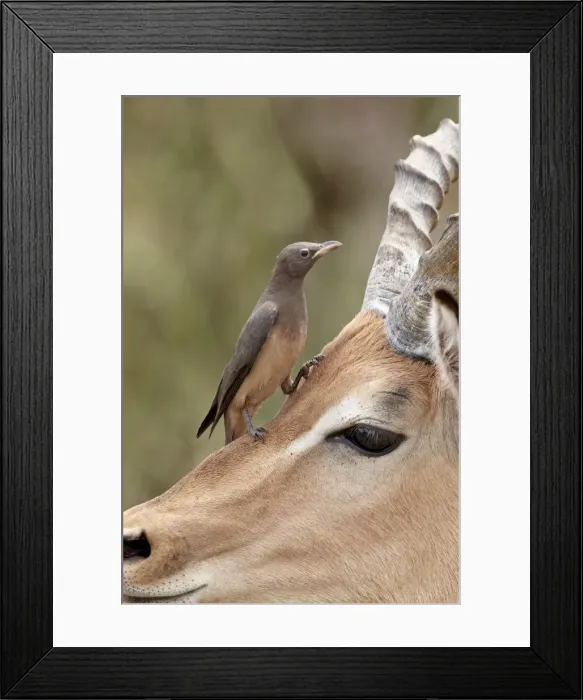 Framed Print : Immature red-billed oxpecker (Buphagus erythrorhynchus) on an impala, Kruger National Park Framed Print : Immature red-billed oxpecker (Buphagus erythrorhynchus) on an impala, Kruger National Park