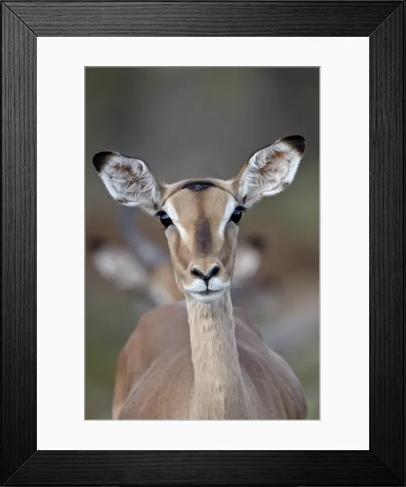 Framed Print : Female impala (Aepyceros melampus), Kruger National Park, South Africa, Africa Framed Print : Female impala (Aepyceros melampus), Kruger National Park, South Africa, Africa