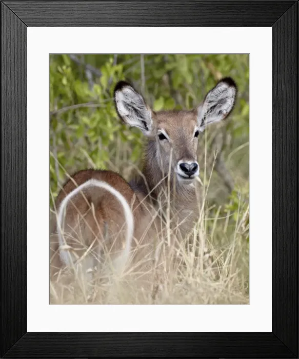 Framed Print : Young common waterbuck (Ellipsen waterbuck) (Kobus ellipsiprymnus ellipsiprymnus) Framed Print : Young common waterbuck (Ellipsen waterbuck) (Kobus ellipsiprymnus ellipsiprymnus)