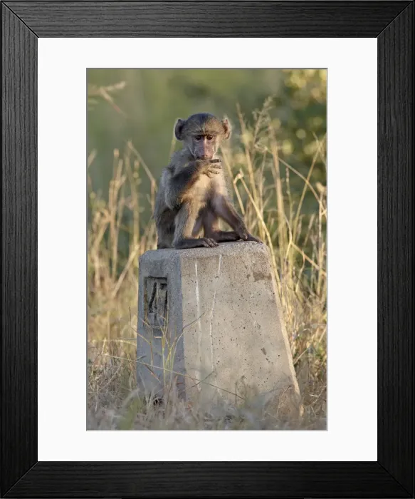 Framed Print : Infant Chacma baboon (Papio ursinus) on a road sign, Kruger National Park Framed Print : Infant Chacma baboon (Papio ursinus) on a road sign, Kruger National Park