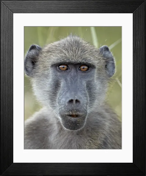 Framed Print : Young Chacma baboon (Papio ursinus), Kruger National Park, South Africa, Africa Framed Print : Young Chacma baboon (Papio ursinus), Kruger National Park, South Africa, Africa