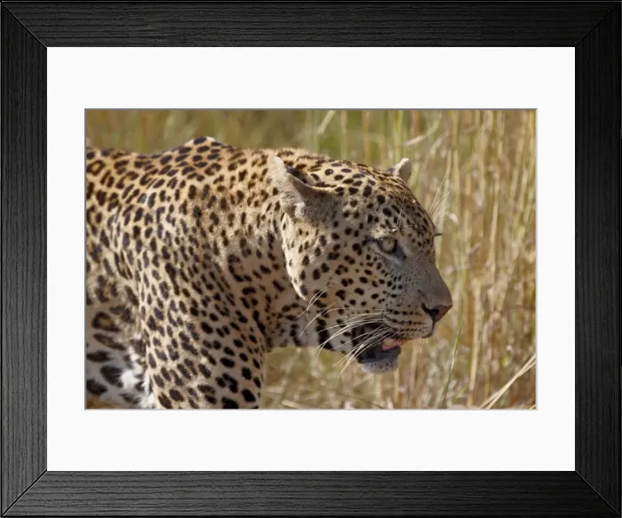 Framed Print : Male leopard (Panthera pardus), Kruger National Park, South Africa, Africa Framed Print : Male leopard (Panthera pardus), Kruger National Park, South Africa, Africa