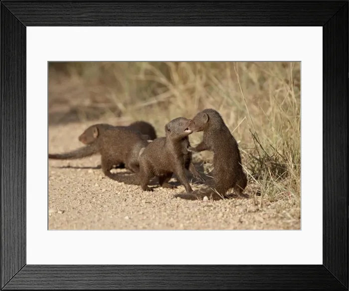 Framed Print : Dwarf mongoose (Helogale parvula) playing, Kruger National Park, South Africa, Africa Framed Print : Dwarf mongoose (Helogale parvula) playing, Kruger National Park, South Africa, Africa