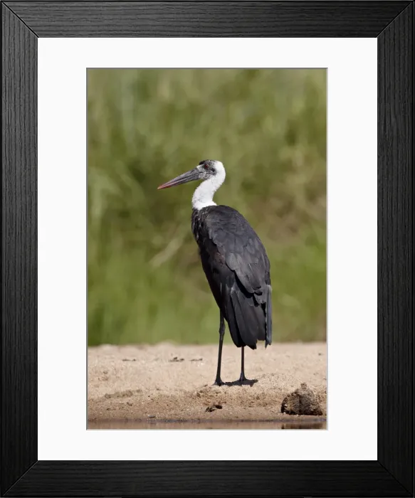 Framed Print : Woolly-necked stork (Ciconia episcopus), Kruger National Park, South Africa, Africa Framed Print : Woolly-necked stork (Ciconia episcopus), Kruger National Park, South Africa, Africa