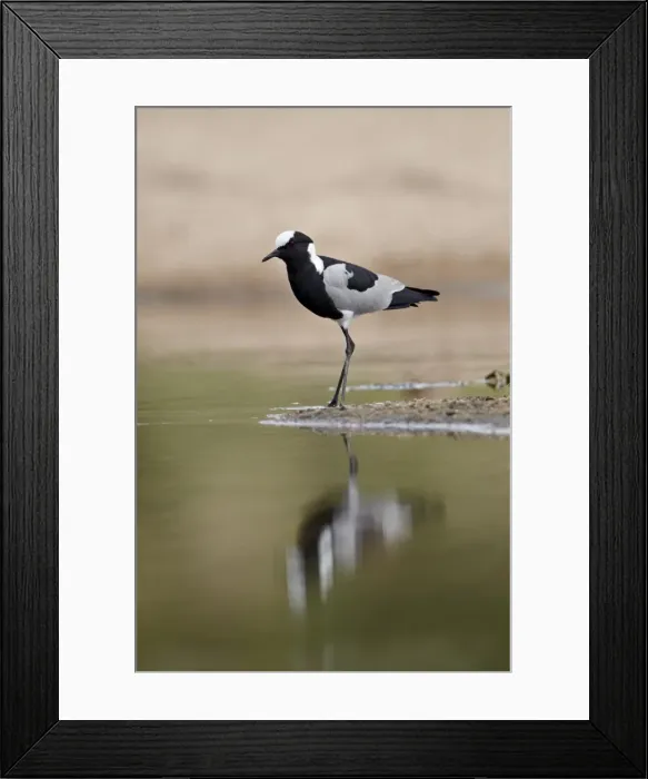 Framed Print : Blacksmith plover (blacksmith lapwing) (Vanellus armatus), Kruger National Park Framed Print : Blacksmith plover (blacksmith lapwing) (Vanellus armatus), Kruger National Park