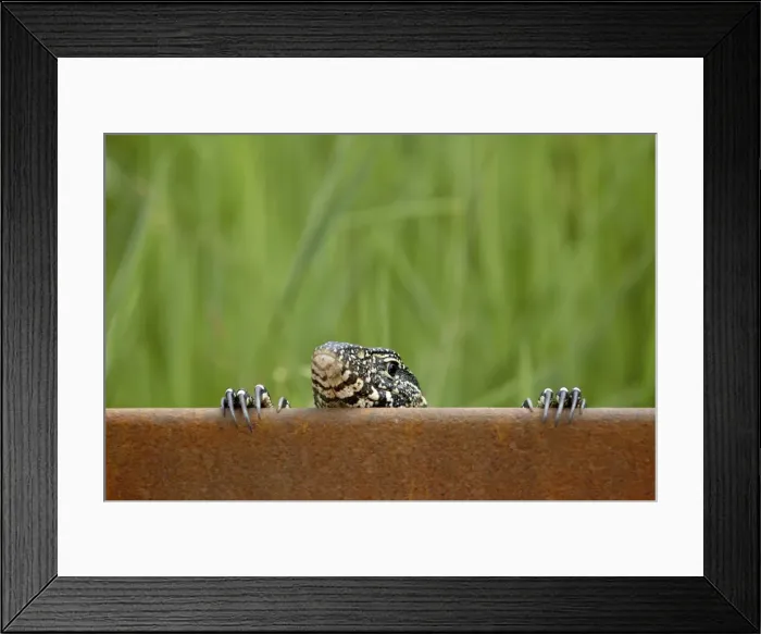 Framed Print : Water monitor (Varanus niloticus) peeking over a bridge, Kruger National Park Framed Print : Water monitor (Varanus niloticus) peeking over a bridge, Kruger National Park