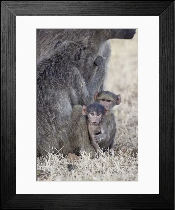 Framed Print : Two infant Chacma baboons (Papio ursinus), Kruger National Park, South Africa, Africa Framed Print : Two infant Chacma baboons (Papio ursinus), Kruger National Park, South Africa, Africa