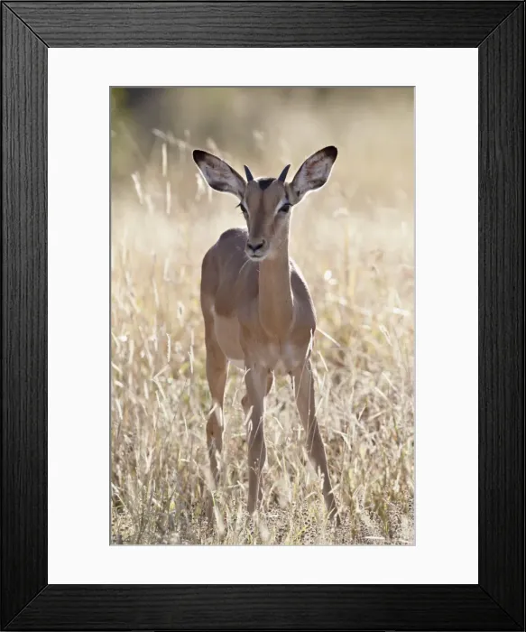 Framed Print : Young impala (Aepyceros melampus) buck, Kruger National Park, South Africa, Africa Framed Print : Young impala (Aepyceros melampus) buck, Kruger National Park, South Africa, Africa