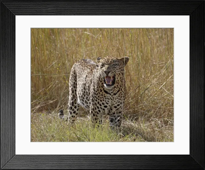 Framed Print : Male leopard (Panthera pardus), Kruger National Park, South Africa, Africa Framed Print : Male leopard (Panthera pardus), Kruger National Park, South Africa, Africa