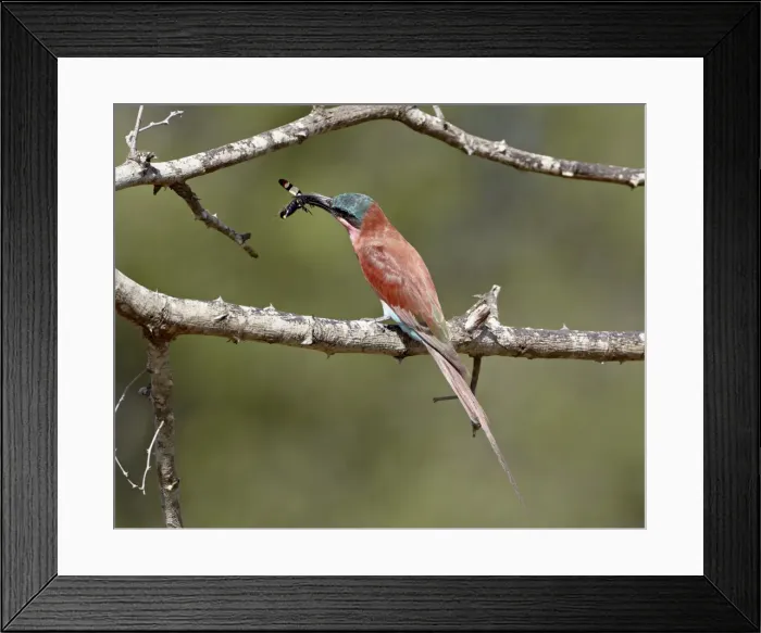 Framed Print : Southern carmine bee-eater (carmine bee-eater) (Merops nubicoides) with an insect Framed Print : Southern carmine bee-eater (carmine bee-eater) (Merops nubicoides) with an insect