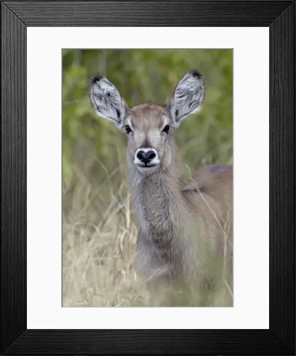 Framed Print : Young common waterbuck (Ellipsen waterbuck) (Kobus ellipsiprymnus ellipsiprymnus) Framed Print : Young common waterbuck (Ellipsen waterbuck) (Kobus ellipsiprymnus ellipsiprymnus)