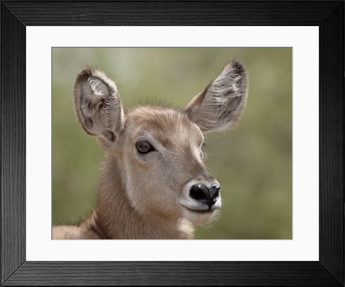 Framed Print : Young common waterbuck (Ellipsen waterbuck) (Kobus ellipsiprymnus ellipsiprymnus) Framed Print : Young common waterbuck (Ellipsen waterbuck) (Kobus ellipsiprymnus ellipsiprymnus)