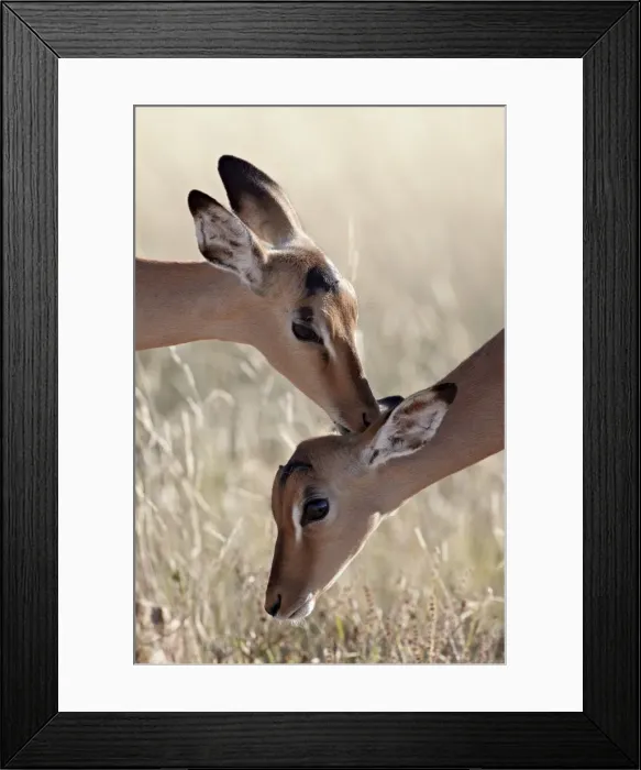 Framed Print : Two young impala (Aepyceros melampus) grooming, Kruger National Park, South Africa Framed Print : Two young impala (Aepyceros melampus) grooming, Kruger National Park, South Africa