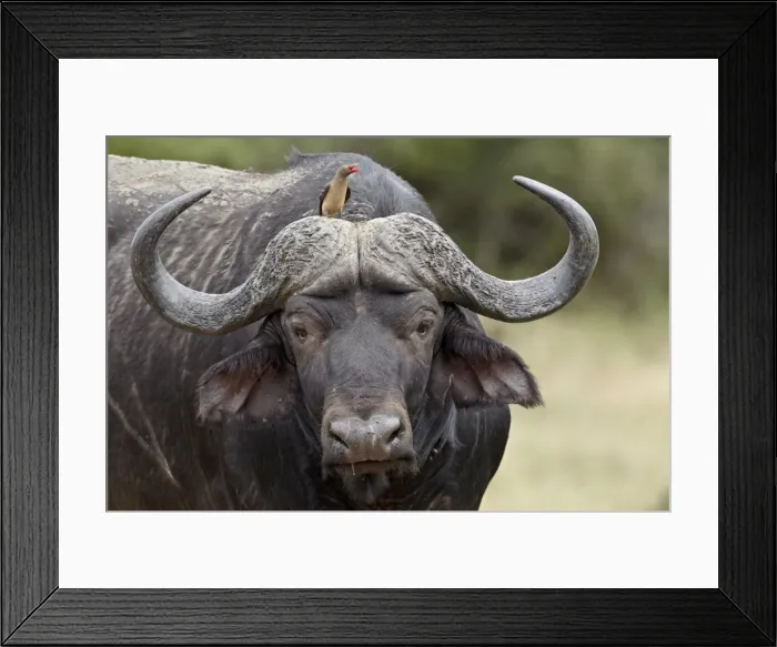 Framed Print : Red-billed oxpecker (Buphagus erythrorhynchus) on a Cape buffalo (African buffalo) Framed Print : Red-billed oxpecker (Buphagus erythrorhynchus) on a Cape buffalo (African buffalo)