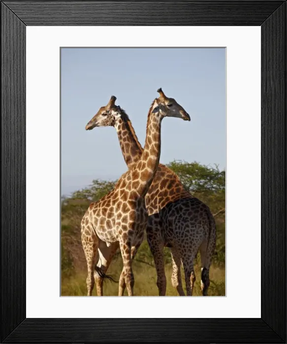 Framed Print : Two male Cape giraffe (Giraffa camelopardalis giraffa), Imfolozi Game Reserve Framed Print : Two male Cape giraffe (Giraffa camelopardalis giraffa), Imfolozi Game Reserve