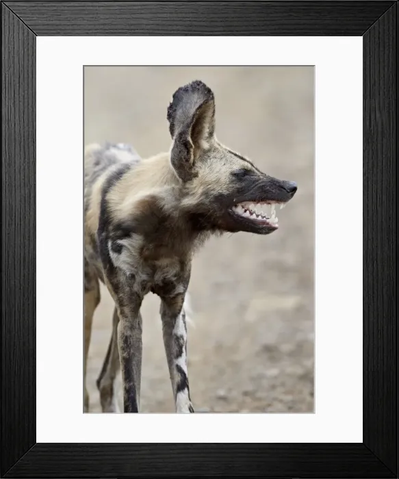 Framed Print : African wild dog (African hunting dog) (Cape hunting dog) (Lycaon pictus) Framed Print : African wild dog (African hunting dog) (Cape hunting dog) (Lycaon pictus)