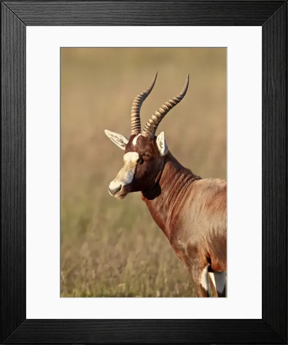 Framed Print : Blesbok (Damaliscus pygargus phillipsi), Mountain Zebra National Park, South Africa Framed Print : Blesbok (Damaliscus pygargus phillipsi), Mountain Zebra National Park, South Africa