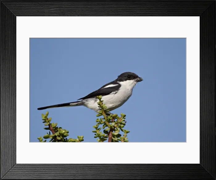 Framed Print : Fiscal shrike (common fiscal) (Lanius collaris), Addo Elephant National Park Framed Print : Fiscal shrike (common fiscal) (Lanius collaris), Addo Elephant National Park