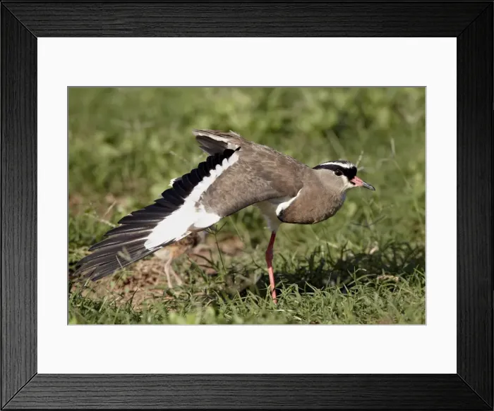 Framed Print : Crowned plover (crowned lapwing) (Vanellus coronatus) performing a broken-wing display Framed Print : Crowned plover (crowned lapwing) (Vanellus coronatus) performing a broken-wing display