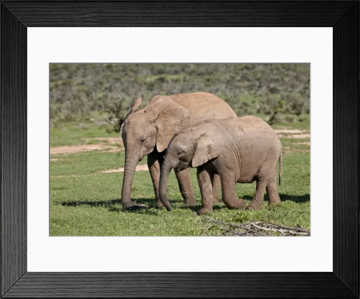 Framed Print : Two young African elephant (Loxodonta africana) tail, Addo Elephant National Park Framed Print : Two young African elephant (Loxodonta africana) tail, Addo Elephant National Park