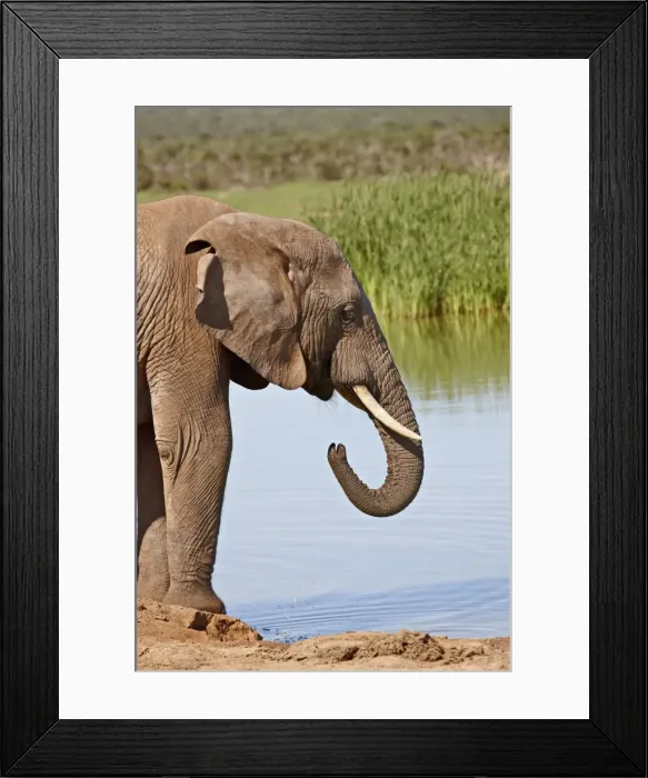 Framed Print : African elephant (Loxodonta africana) drinking, Addo Elephant National Park Framed Print : African elephant (Loxodonta africana) drinking, Addo Elephant National Park