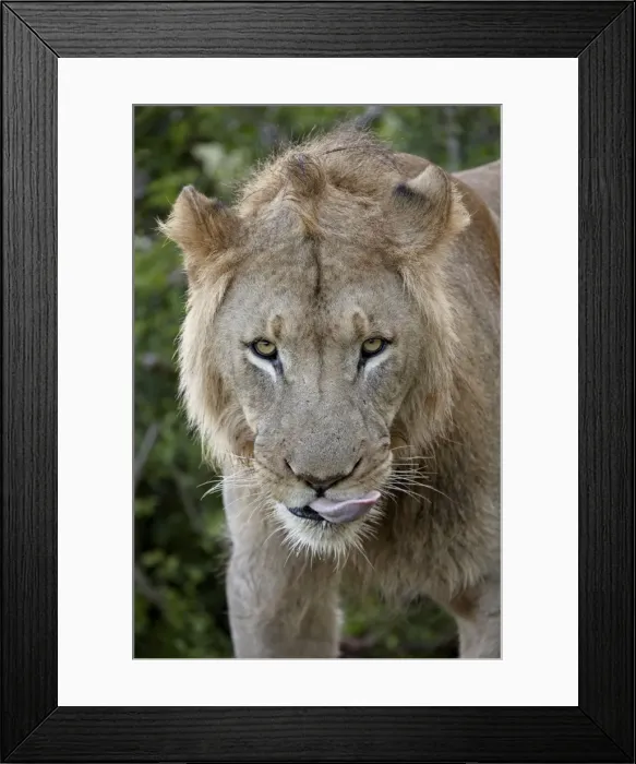 Framed Print : Lion (Panthera leo), Addo Elephant National Park, South Africa, Africa Framed Print : Lion (Panthera leo), Addo Elephant National Park, South Africa, Africa