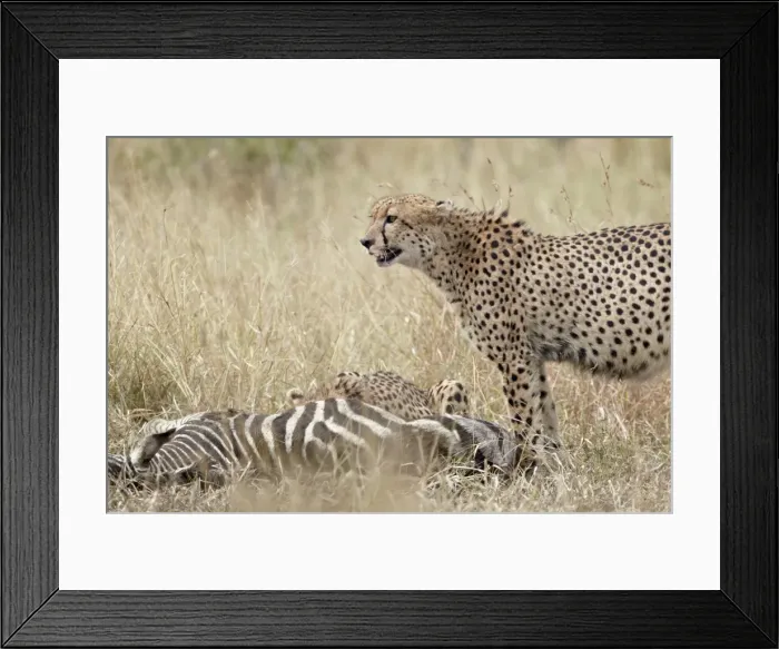 Framed Print : Two cheetah (Acinonyx jubatus) at a zebra kill, Kruger National Park, South Africa Framed Print : Two cheetah (Acinonyx jubatus) at a zebra kill, Kruger National Park, South Africa