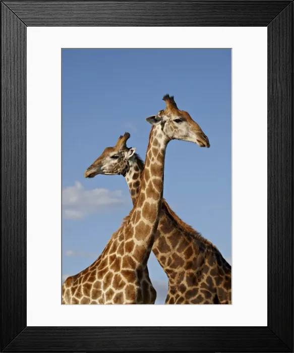 Framed Print : Two male Cape giraffe (Giraffa camelopardalis giraffa), Imfolozi Game Reserve Framed Print : Two male Cape giraffe (Giraffa camelopardalis giraffa), Imfolozi Game Reserve