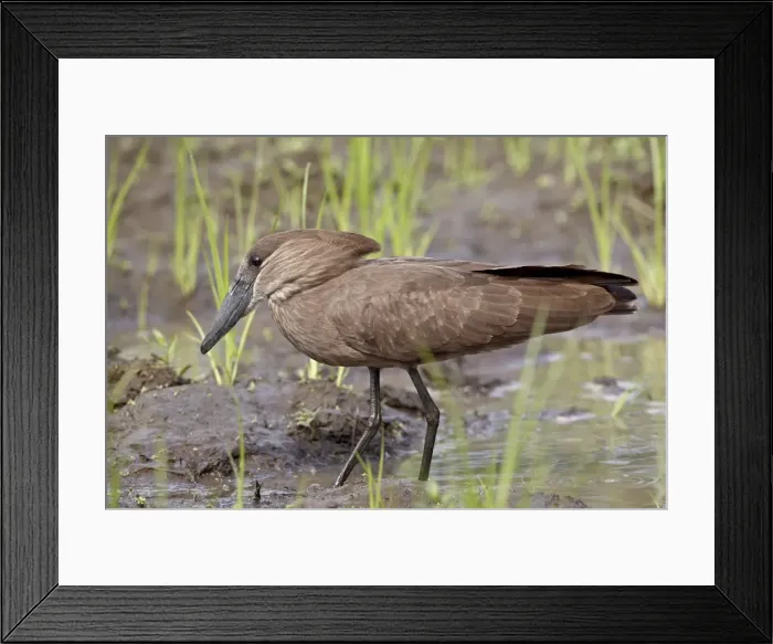 Framed Print : Hamerkop (Scopus umbretta), Imfolozi Game Reserve, South Africa, Africa Framed Print : Hamerkop (Scopus umbretta), Imfolozi Game Reserve, South Africa, Africa