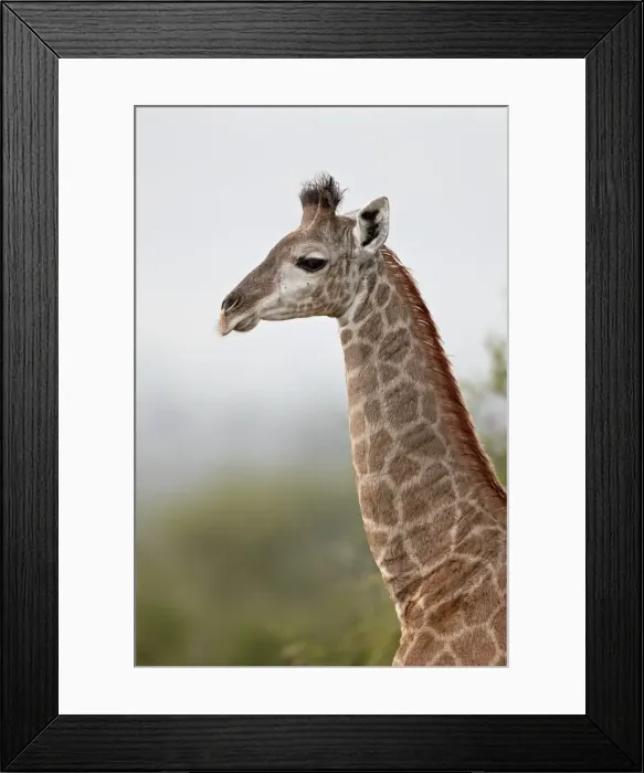 Framed Print : Young Cape giraffe (Giraffa camelopardalis giraffa), Kruger National Park Framed Print : Young Cape giraffe (Giraffa camelopardalis giraffa), Kruger National Park